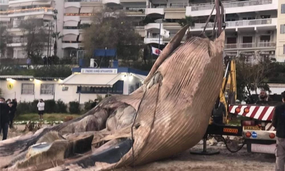 Πειραιάς: Η φύση πεθαίνει- Νεκρή φάλαινα ξεβράστηκε στη Φρεαττύδα